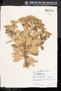 Chrysanthemum pacificum image