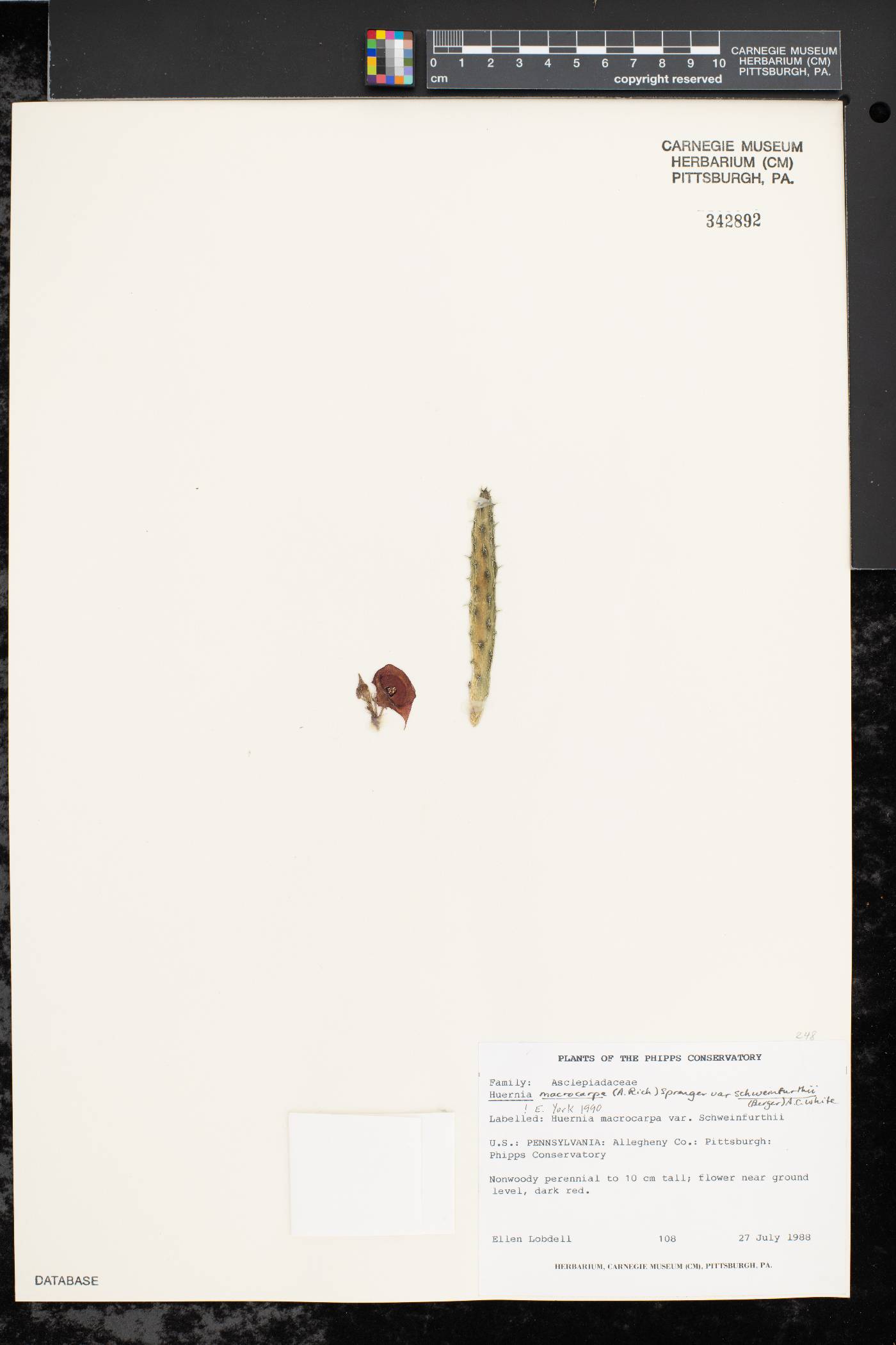 Ceropegia macrocarpa subsp. macrocarpa image