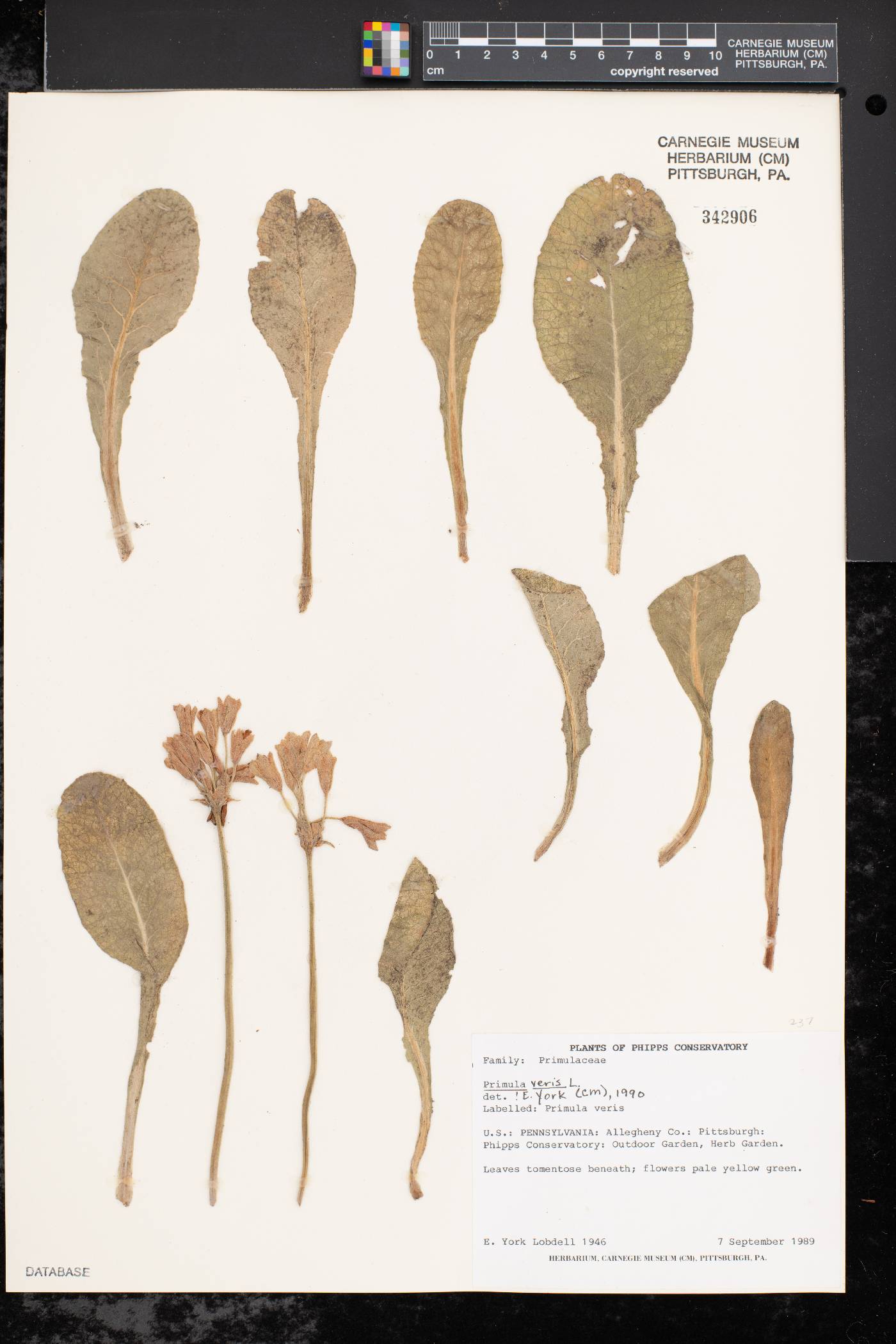 Primula veris image