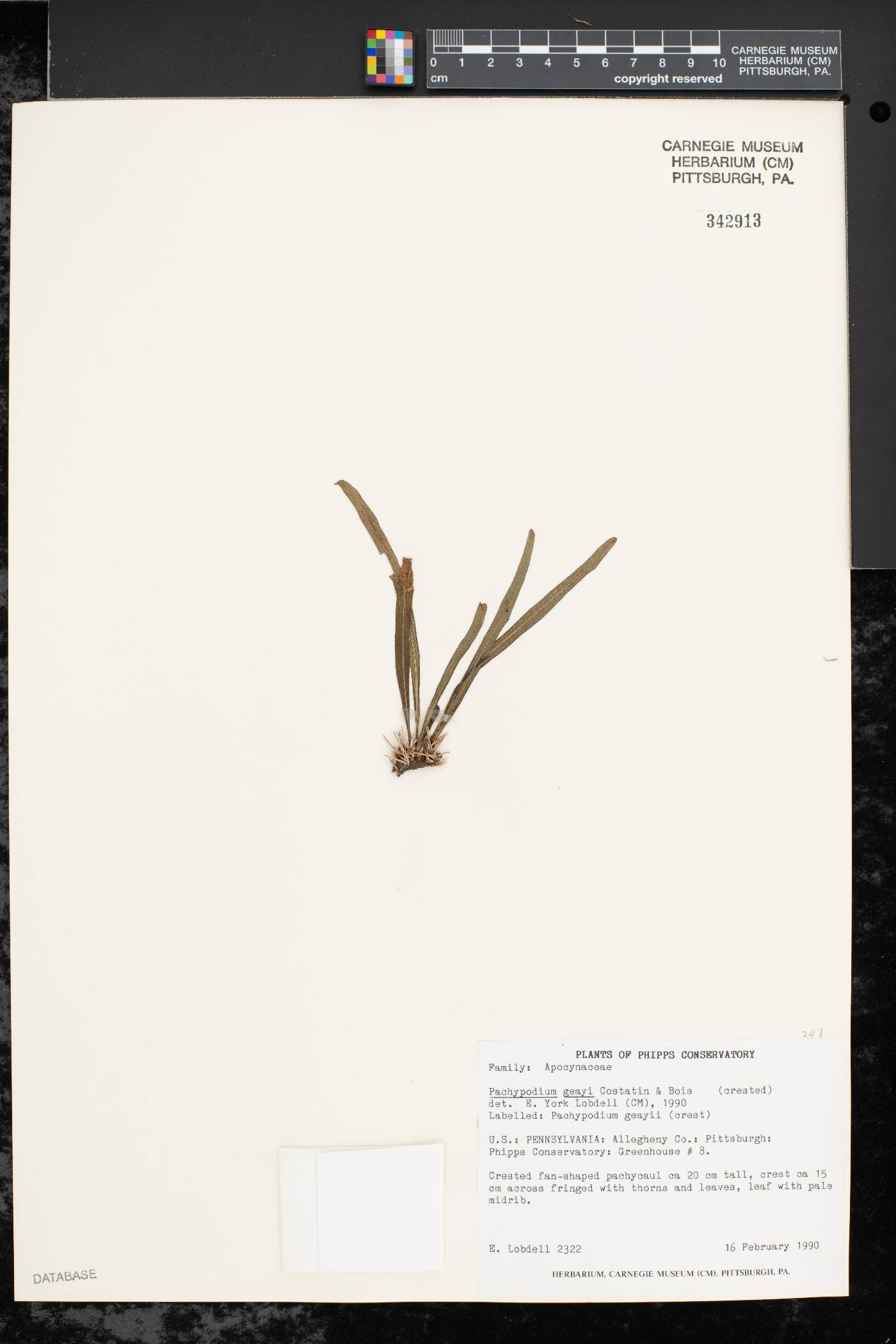 Pachypodium geayi image