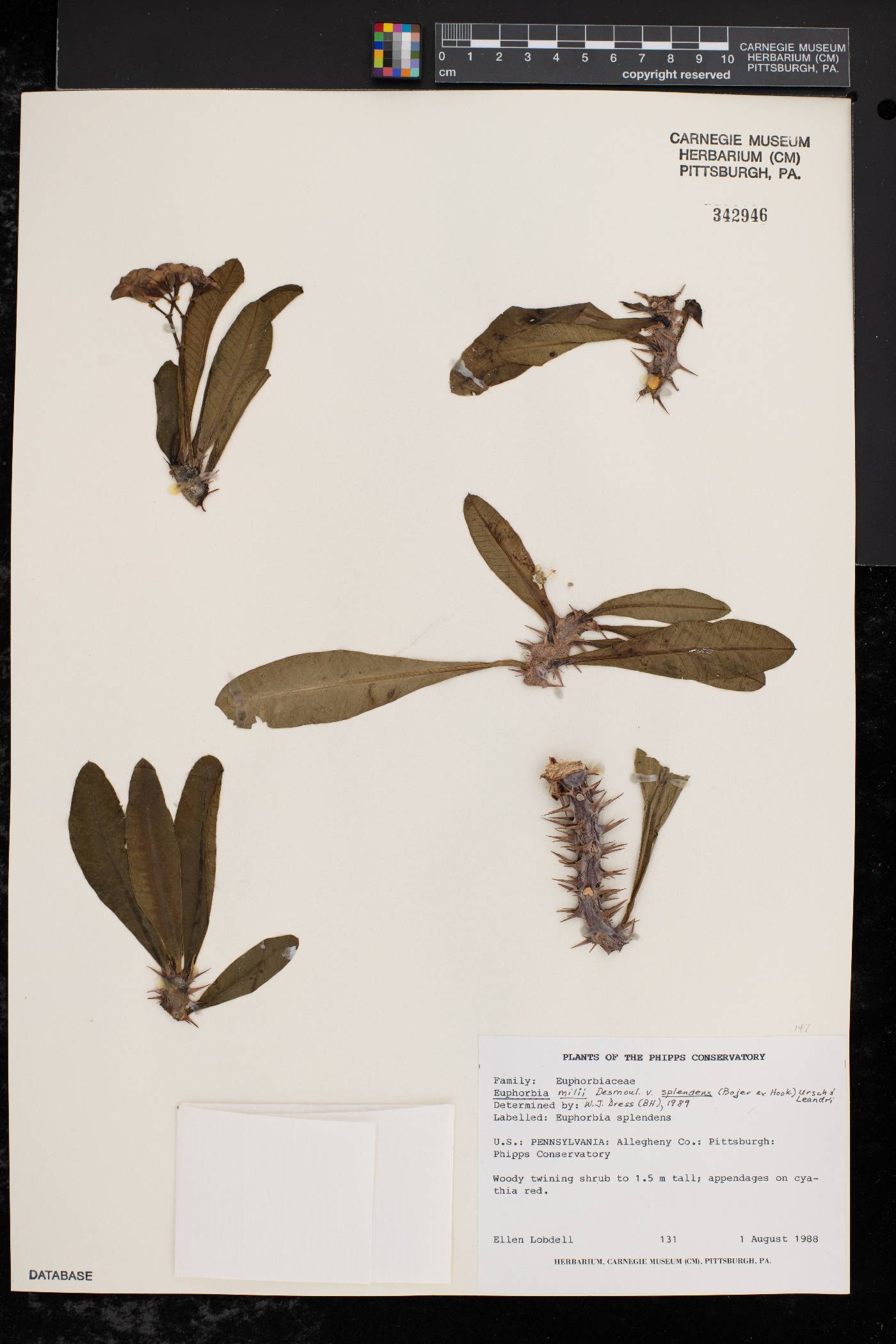 Euphorbia milii var. splendens image