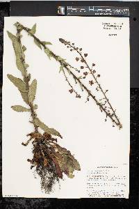 Verbascum blattaria image