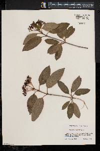 Viburnum cassinoides image