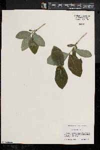Lonicera dioica image
