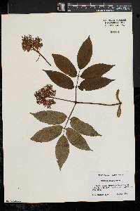 Sambucus racemosa subsp. racemosa image