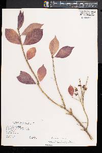 Euonymus alatus image