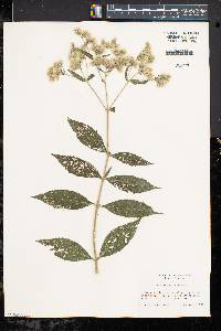 Eupatorium altissimum image