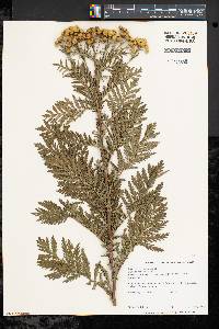 Tanacetum vulgare image