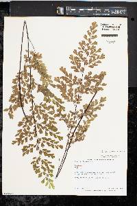 Adiantum capillus-veneris image