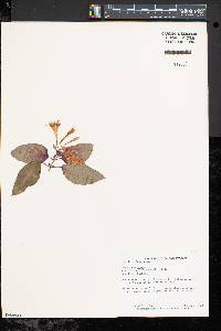 Fuchsia triphylla image