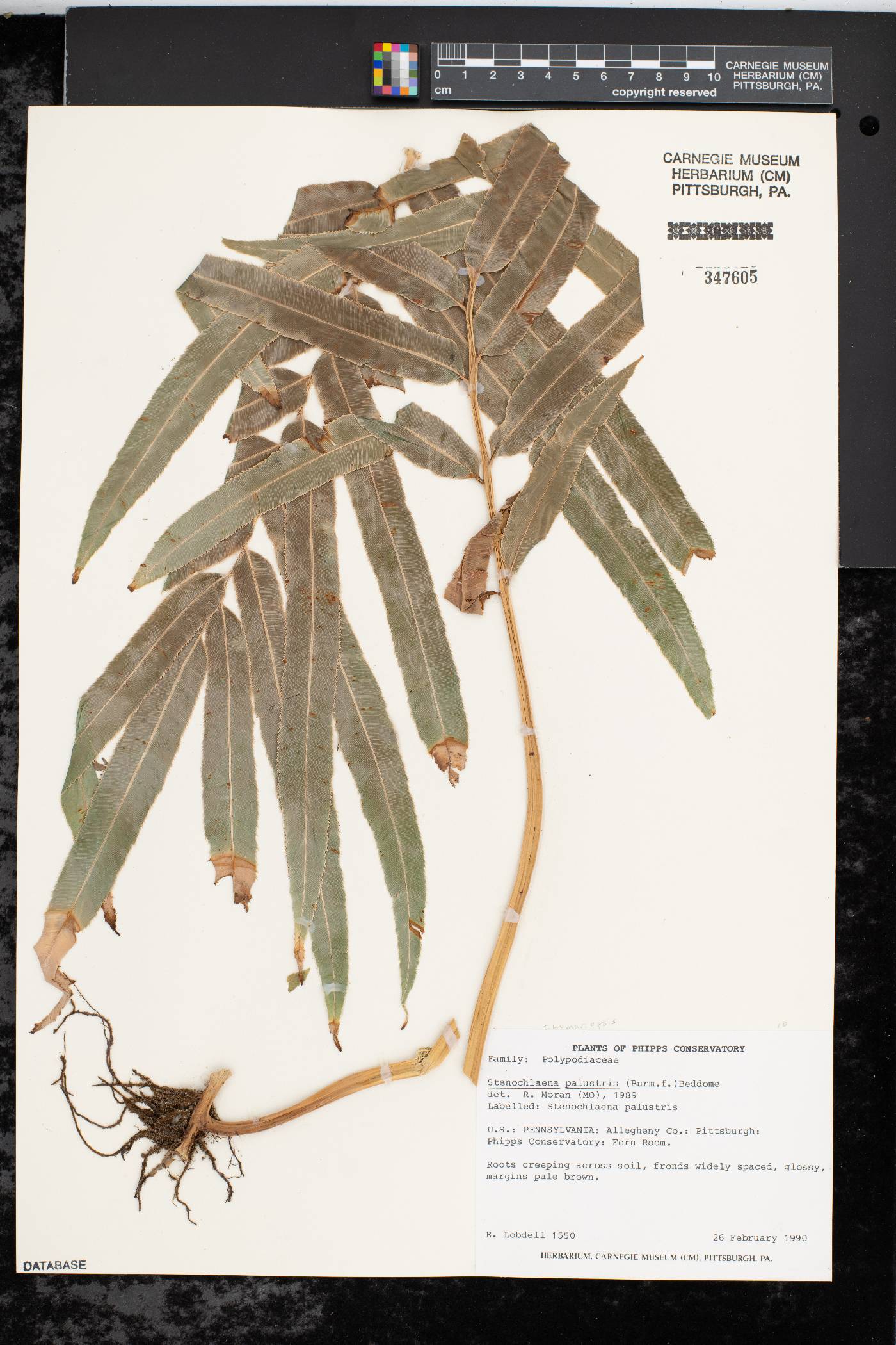 Lomariopsis palustris image