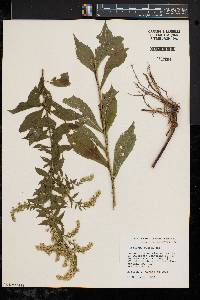 Solidago rugosa var. rugosa image