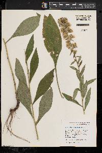 Solidago squarrosa image