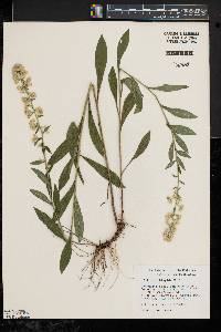 Solidago hispida image