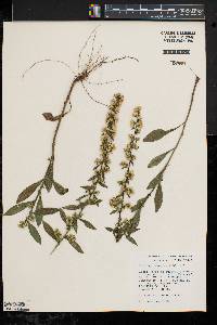 Solidago hispida image