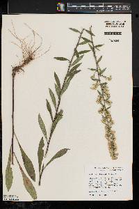 Solidago hispida image