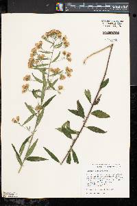 Brickellia eupatorioides image