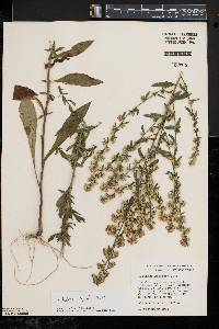 Solidago hispida image