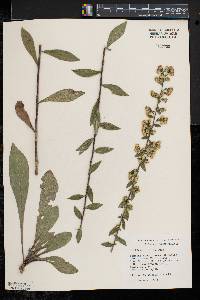 Solidago hispida image