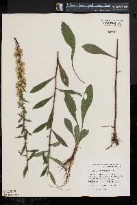 Solidago erecta image