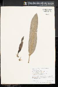 Image of Pachypodium lamerei