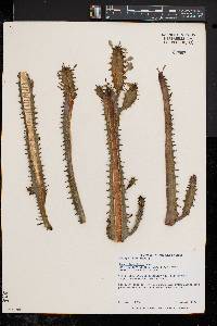 Euphorbia trigona image