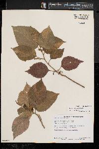 Acalypha wilkesiana image