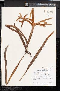 Pyrrosia longifolia image