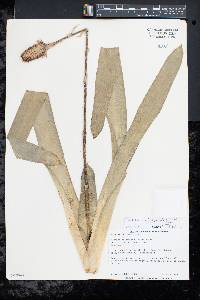 Image of Aechmea calyculata