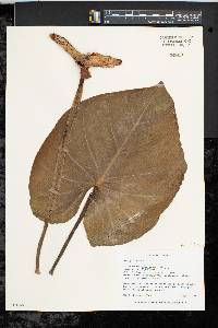 Philodendron gloriosum image