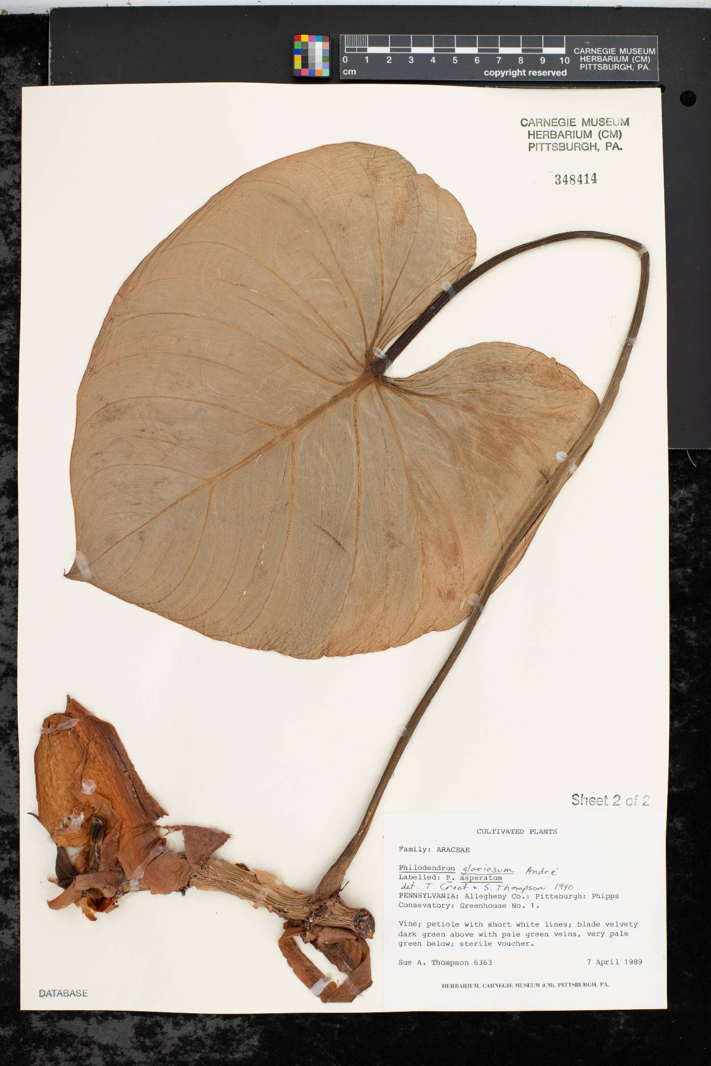 Philodendron gloriosum image