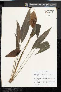 Image of Spathiphyllum wallisii