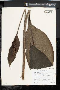 Spathiphyllum ortgiesii image
