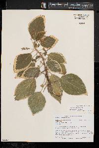 Acalypha wilkesiana image