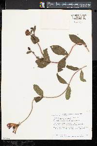 Lonicera periclymenum image