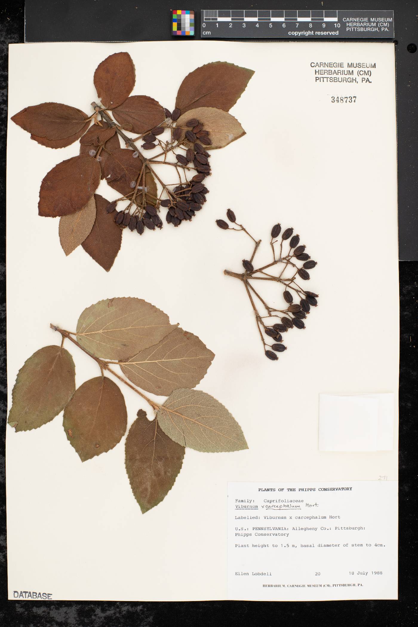 Viburnum carlcephalum image