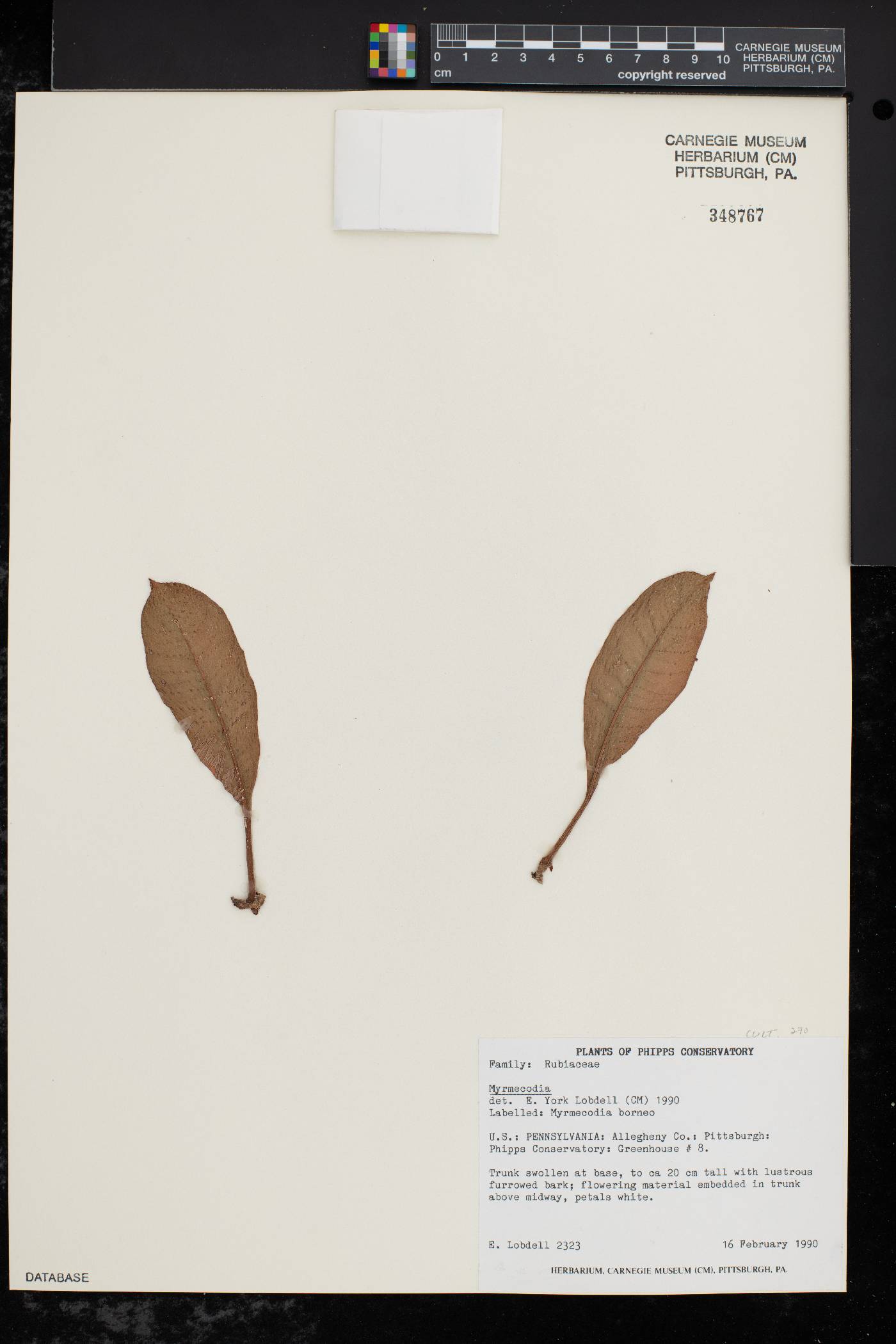 Myrmecodia image