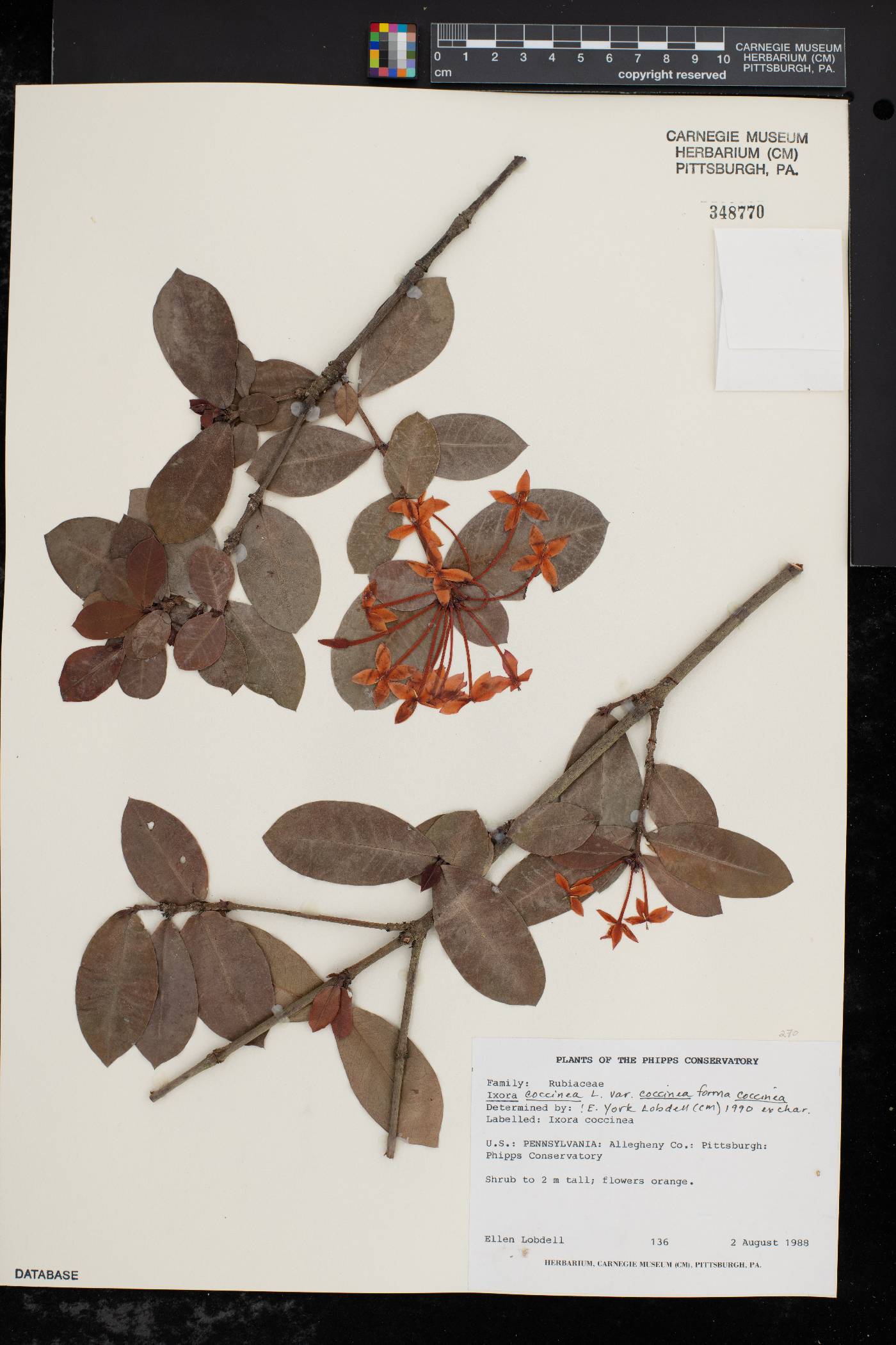 Ixora coccinea var. coccinea image