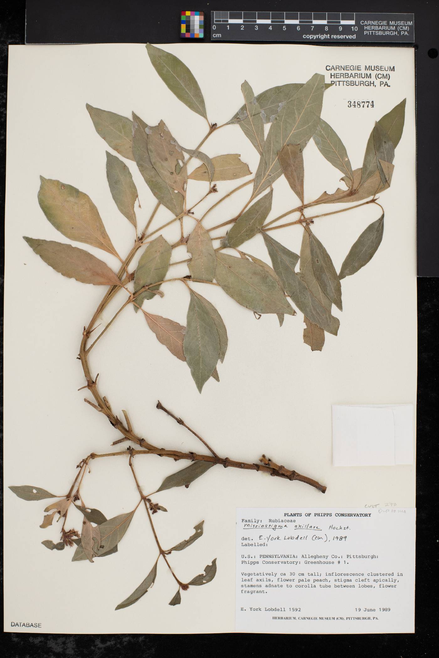 Mitriostigma axillare image