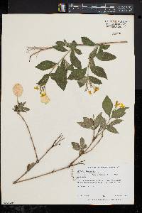 Media resource of Mussaenda frondosa