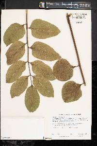 Tetraplasandra oahuensis image