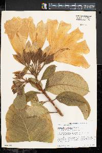 Beaumontia grandiflora image