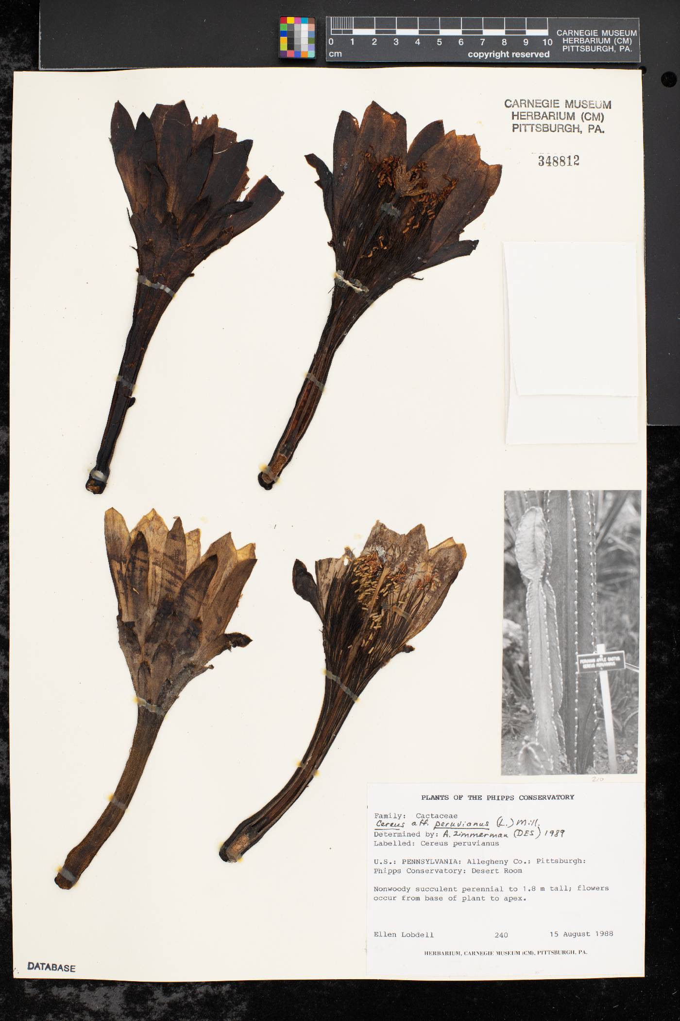 Cereus peruvianus image