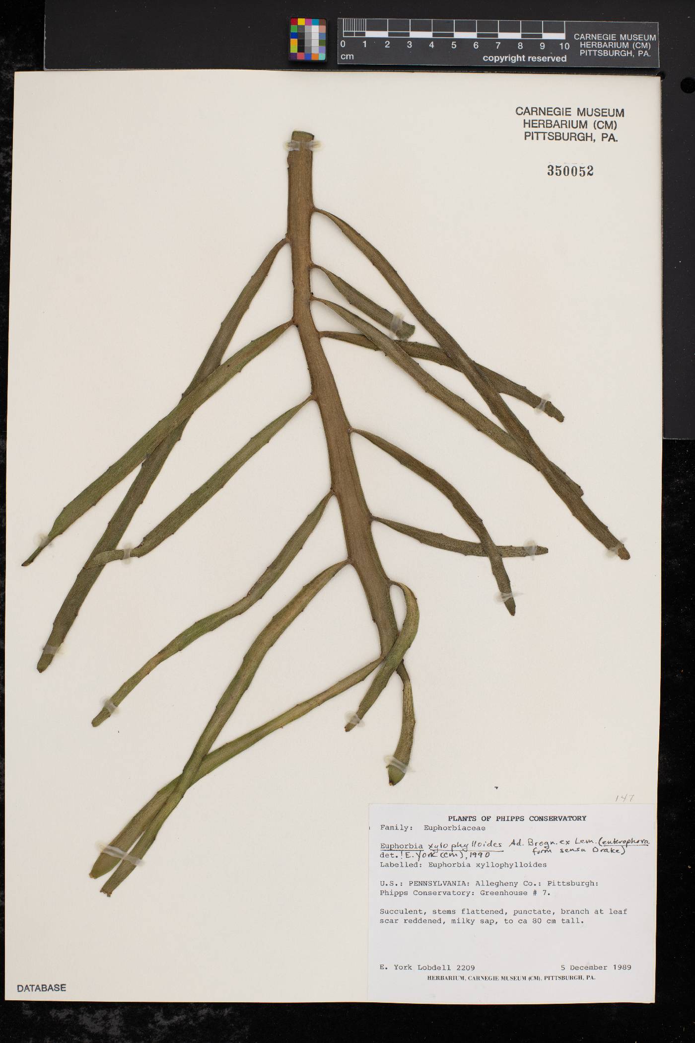 Euphorbia xylophylloides image