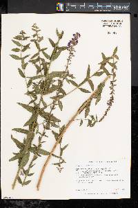 Lythrum virgatum image