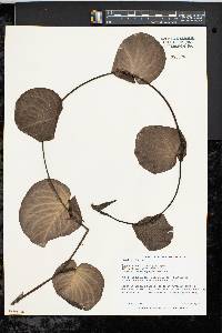 Monstera spruceana image