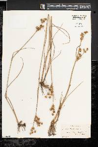 Juncus scirpoides image