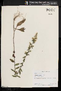 Solidago bicolor image