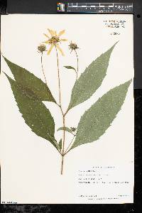 Helianthus decapetalus image