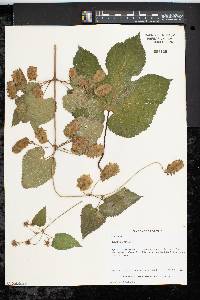 Humulus lupulus image